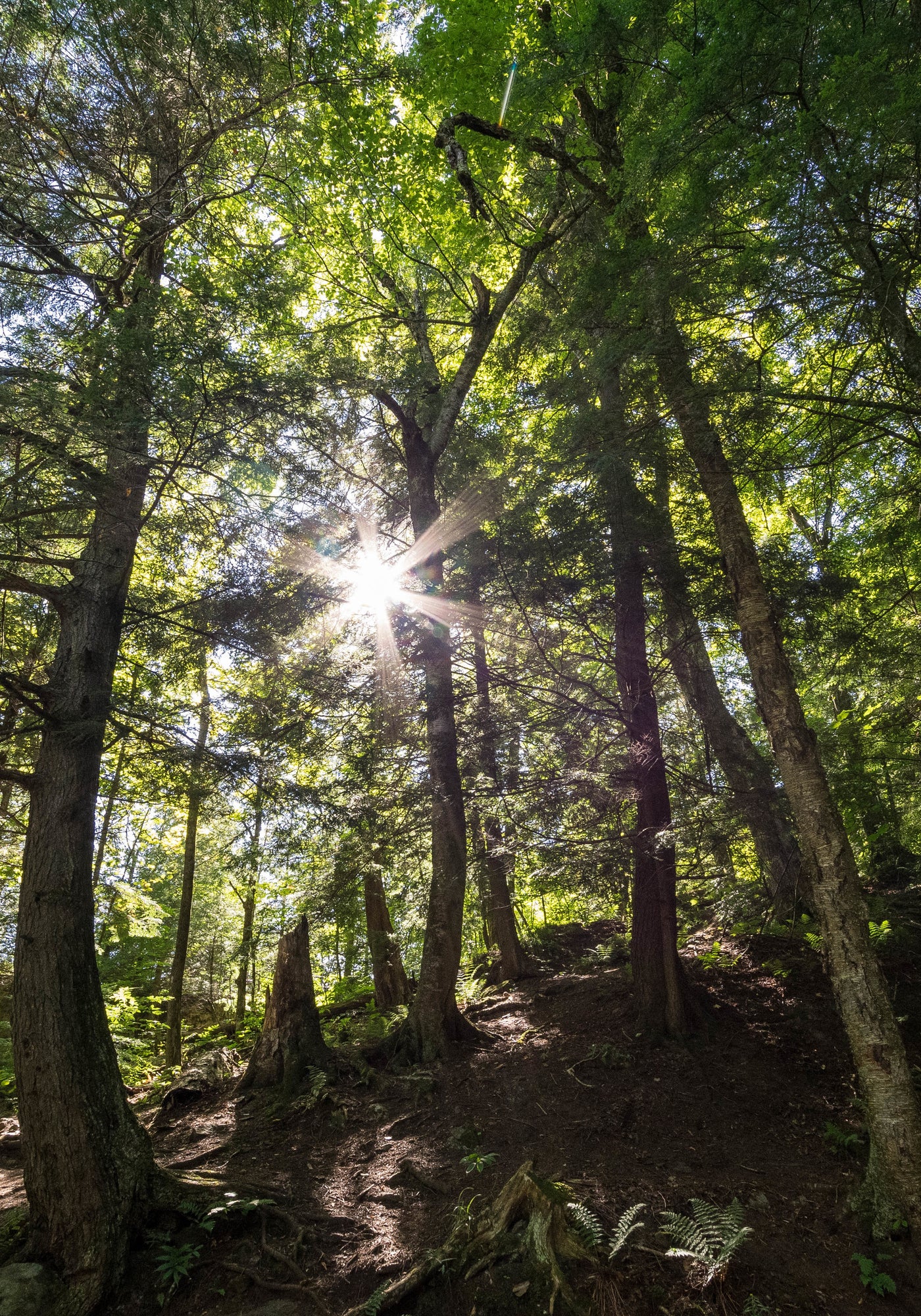 Porque nuestro futuro está en la naturaleza, iana se inspira en las plantas