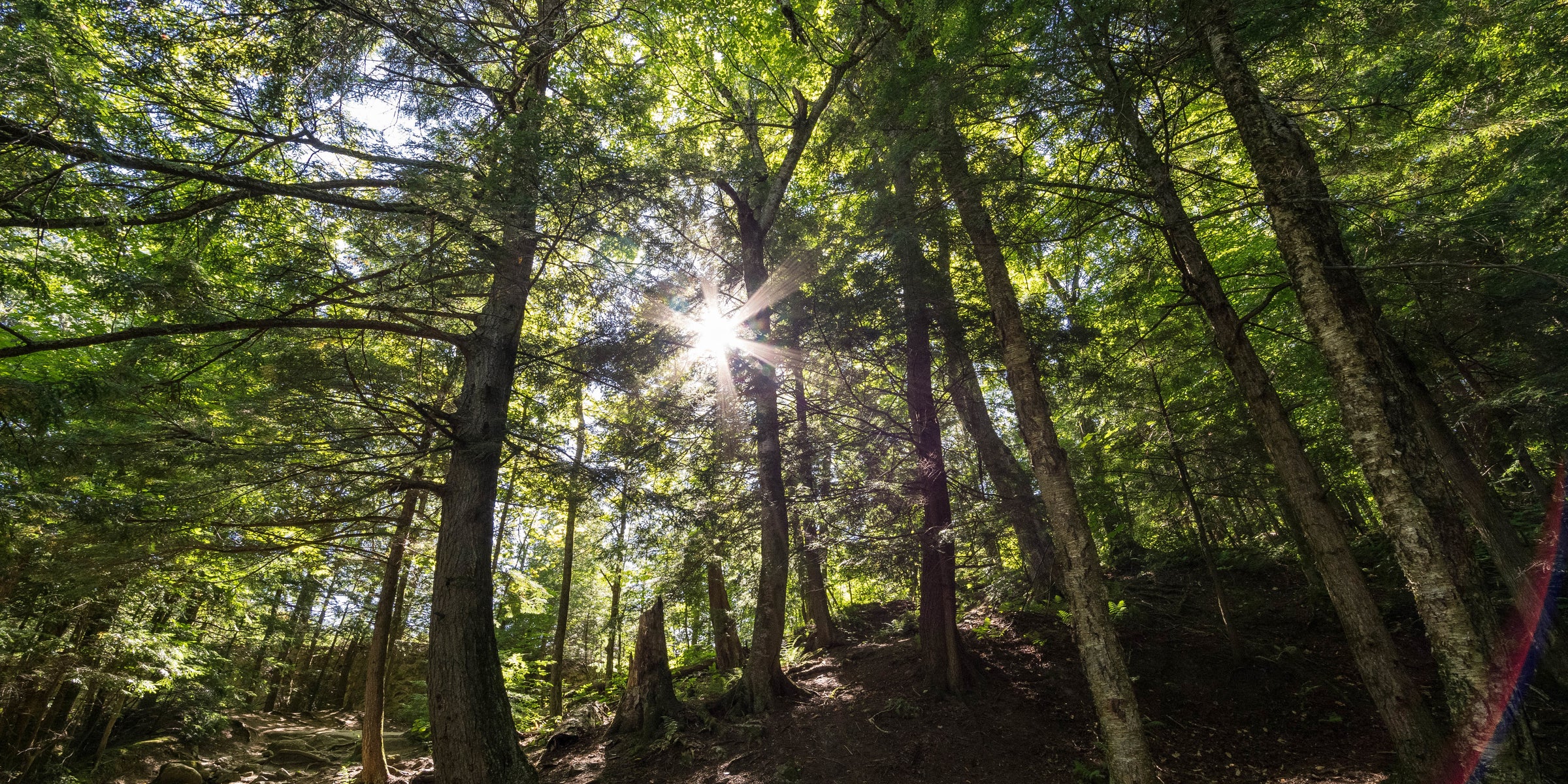 Porque  nuestro futuro está en la naturaleza, iana se inspira en las plantas